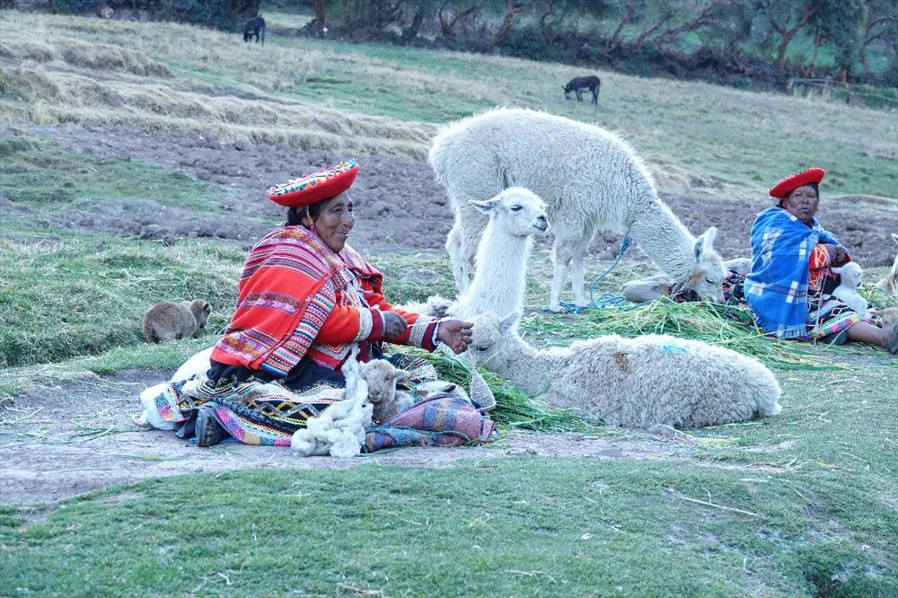 Cuộc sống hồn nhiên với các loài vật độc đáo của bà con Cusco, nơi có ruộng bậc thang Moray nổi tiếng.