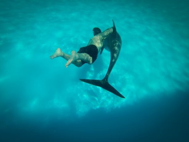 Những sát thủ dưới nước có thể tiêu diệt người nhái. Ảnh: Getty Images