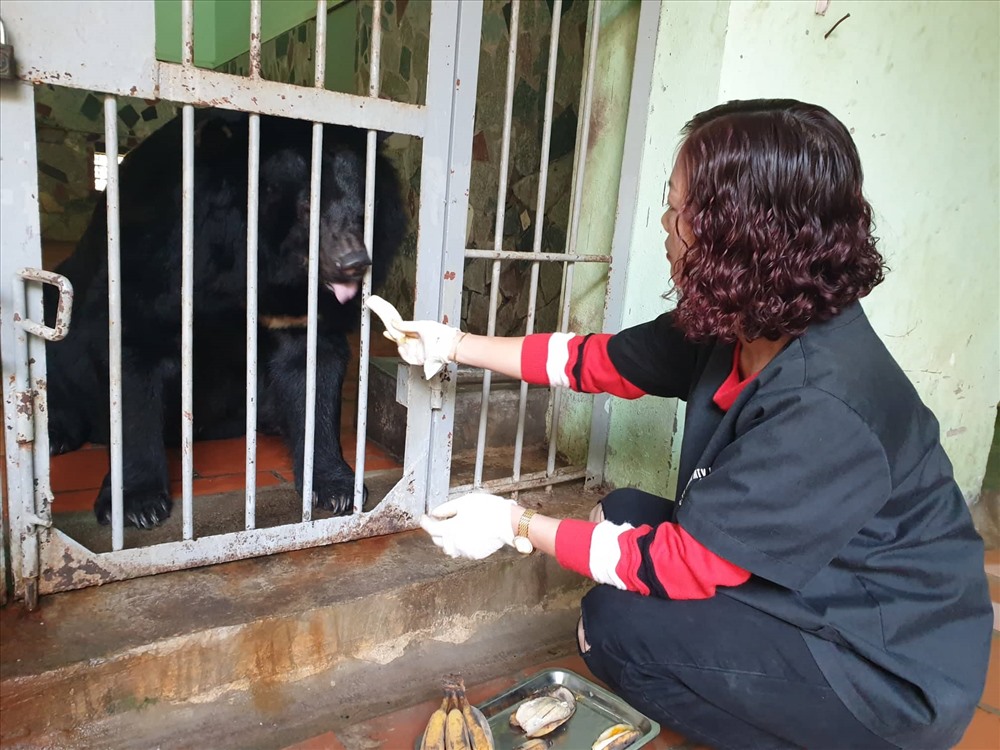 Một công nhân cho gấu ăn trái cây.