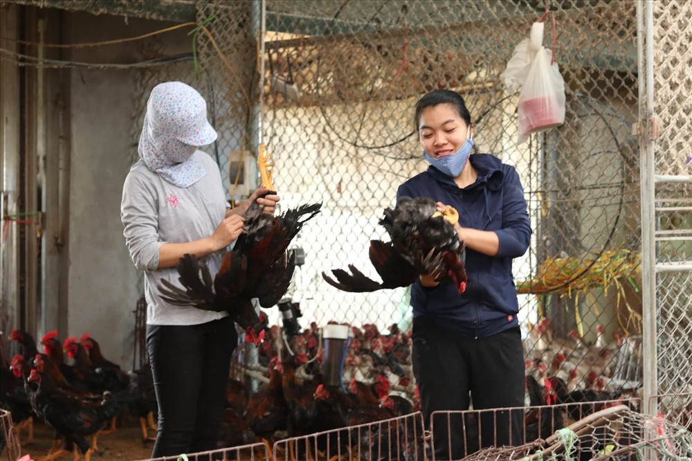 Loại gà Đông Tảo, gà Sơn Tây có mức giá cao nhất tại chợ ở thời điểm hiện tại.