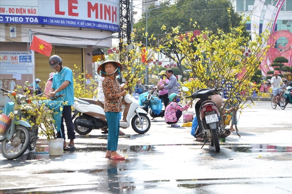 Vì thế, đặt cây hoa mai nở rực rỡ trong nhà vào dịp năm mới sẽ mang lại nhiều may mắn, thuận lợi, làm ăn phát đạt, sức khỏe dồi dào trong năm mới. Ảnh: Lục Tùng