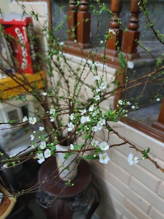 Hoa Tuyết mai