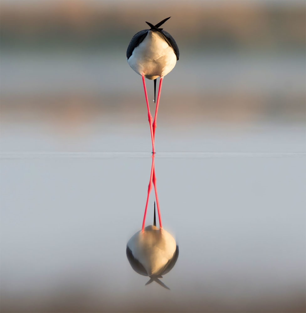 Chim Cà kheo cánh đen (Himantopus himantopus) kiếm ăn trên hồ nước vùng Stavropol sáng sớm tháng 5. Tác giả Anton Mostovenko giành giải ở hạng mục “Chim muông“.