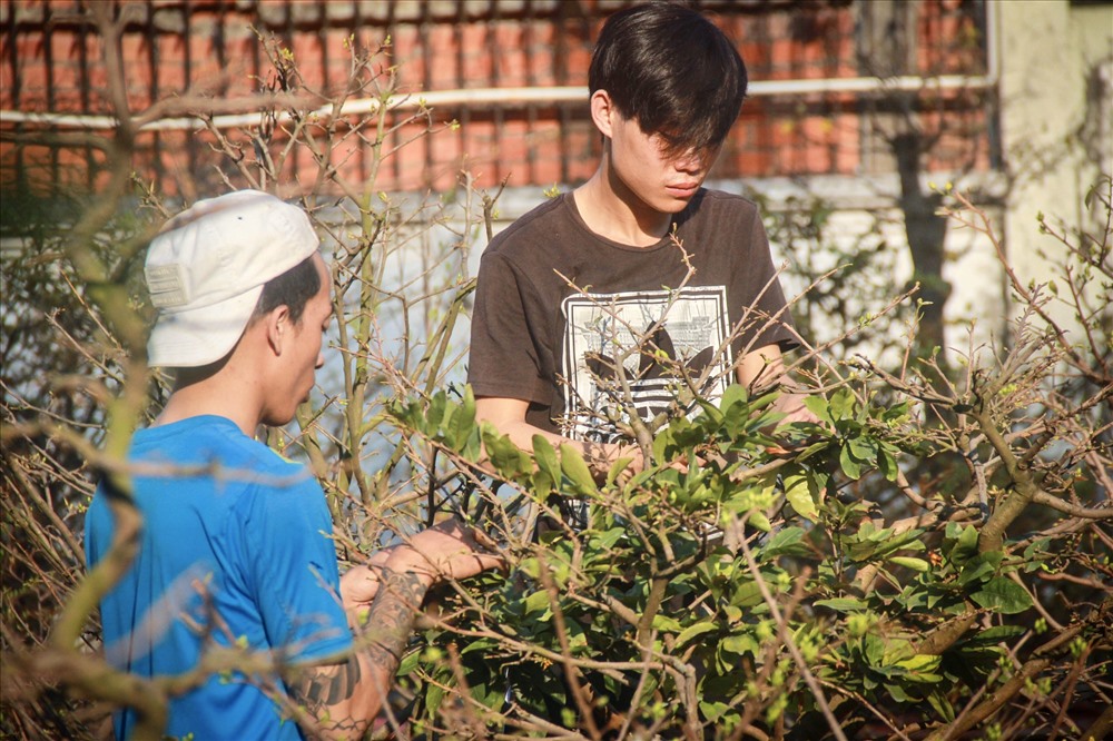 Theo anh Việt (chủ vườn mai), muốn mai ra hoa đều và đẹp, người trồng phải ngắt hết lá. Với nhiều vườn lớn lên tới hàng ngàn gốc mai thì có thuê lên tới cả chục nhân công tỉa lá. Tuy nhiên vườn anh Việt chỉ hơn 400 gốc mai nên thuê khoảng 3-5 người để tỉa lá trong khoảng 2-3 ngày.