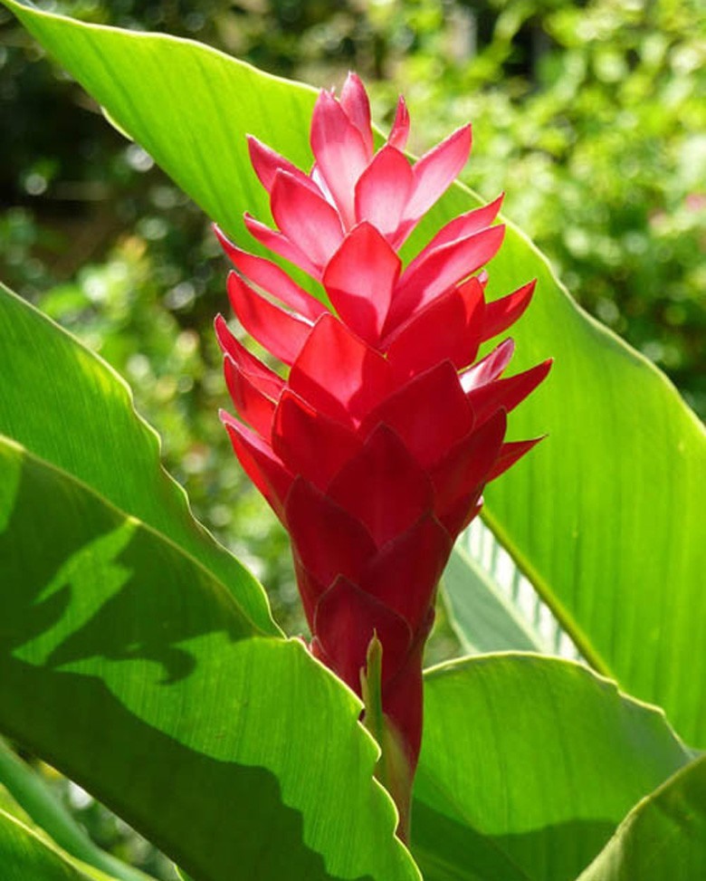 Hoa hạnh phúc.