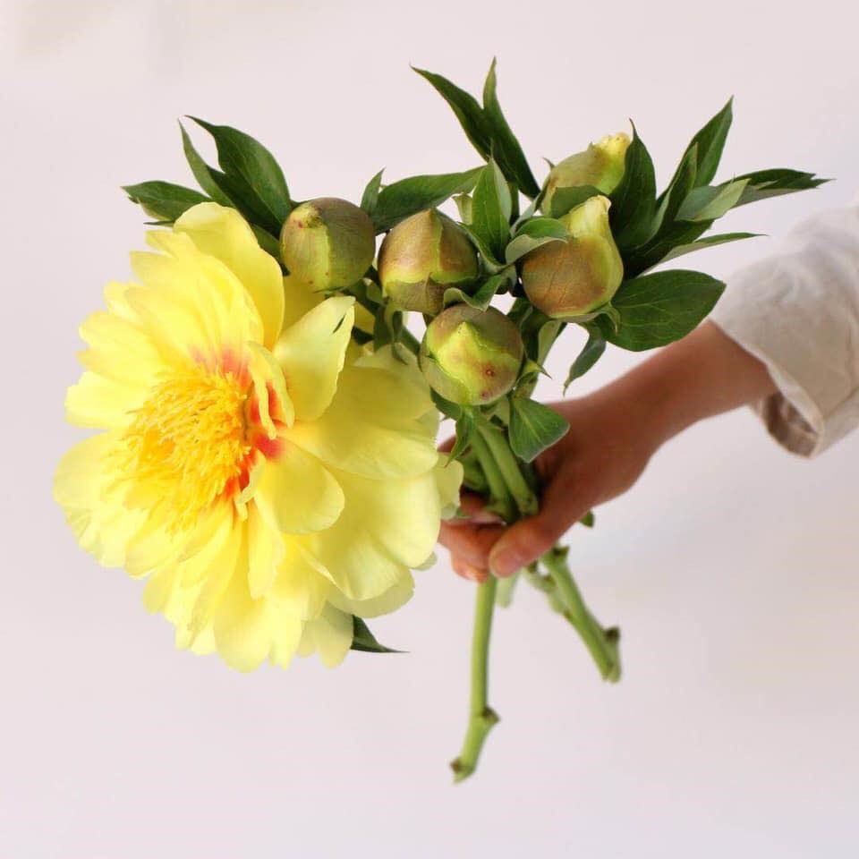Hoa mẫu đơn vàng Hai Noon. Ảnh: Shop hoa Bảo An