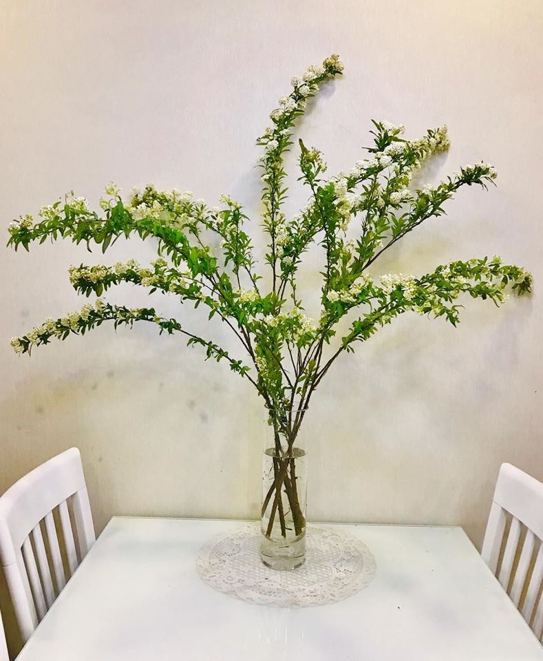 Hoa tiểu tú cầu “xanh như là yêu nhau“. Ảnh: Thủy Lê