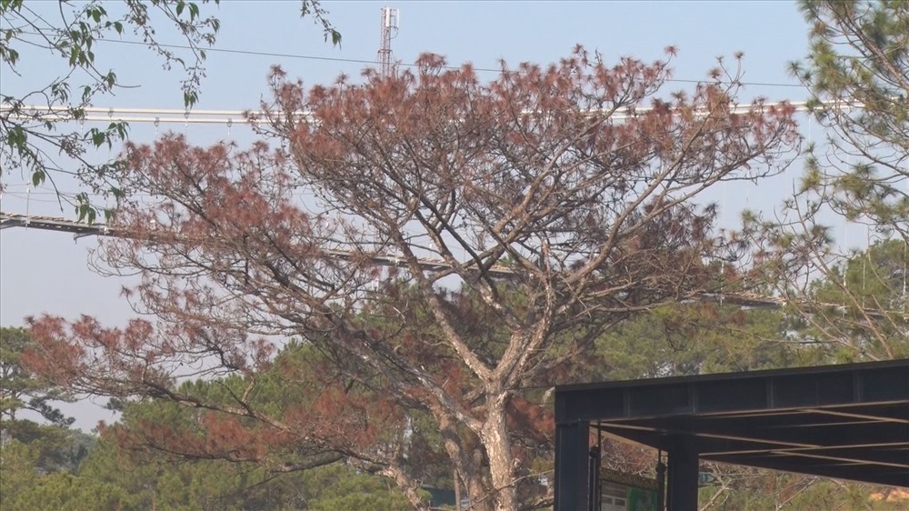 Chủ đầu tơ làm chết và đốn hạ6 cây thông khi thi công công trình này