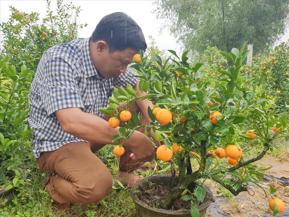 Anh Trương Hướng đang cắt tỉa để tạo dáng cho cây quất. Ảnh: T.C