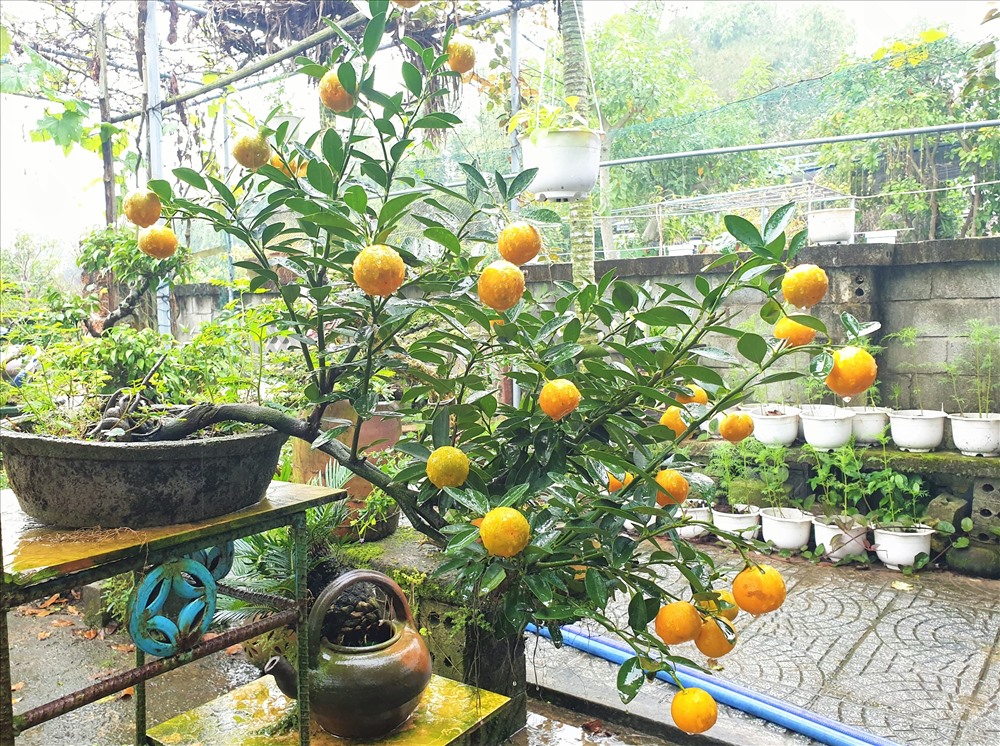Cây quất được anh Hướng tạo thế thác nước Ảnh: T.C