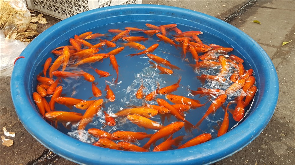 Cá chép vàng cỡ nhỏ giá từ 10-12.000 đồng/con. Ảnh: Kh.V