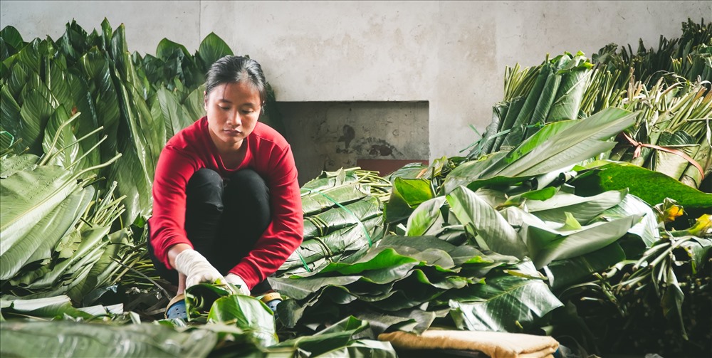 Mặc dù không phải người làng Tranh Khúc nhưng chị Lê Thị Tuyến Tết nào cũng về làm thời vụ cho nhà ông Bảy. Chị Tuyến cho biết, mỗi năm Tết chị làm khoảng chục ngày: “Vì đợt Tết bận rộn nên hai bác tìm người phụ thêm. Tôi làm nhà hai bác cũng 7-8 năm nay rồi. Mấy ngày giáp Tết làm không ngơi tay, ngày ngủ 2-3 tiếng thôi. Vì ngày