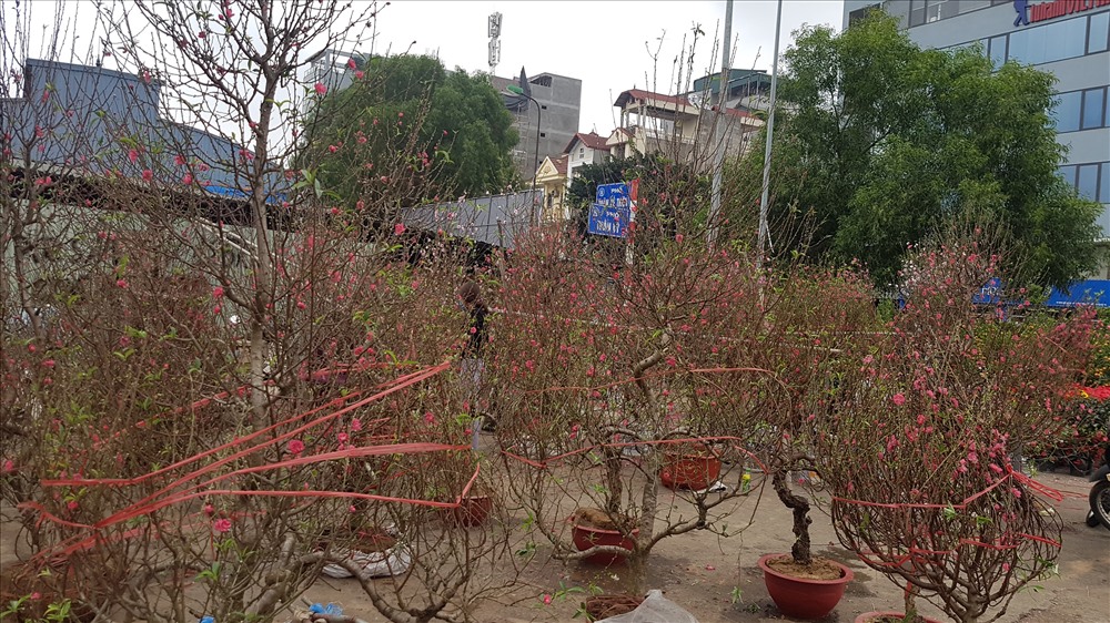 Sáng 22 tháng Chạp, các điểm bán đào Tết rất vắng khách. Ảnh: Kh V