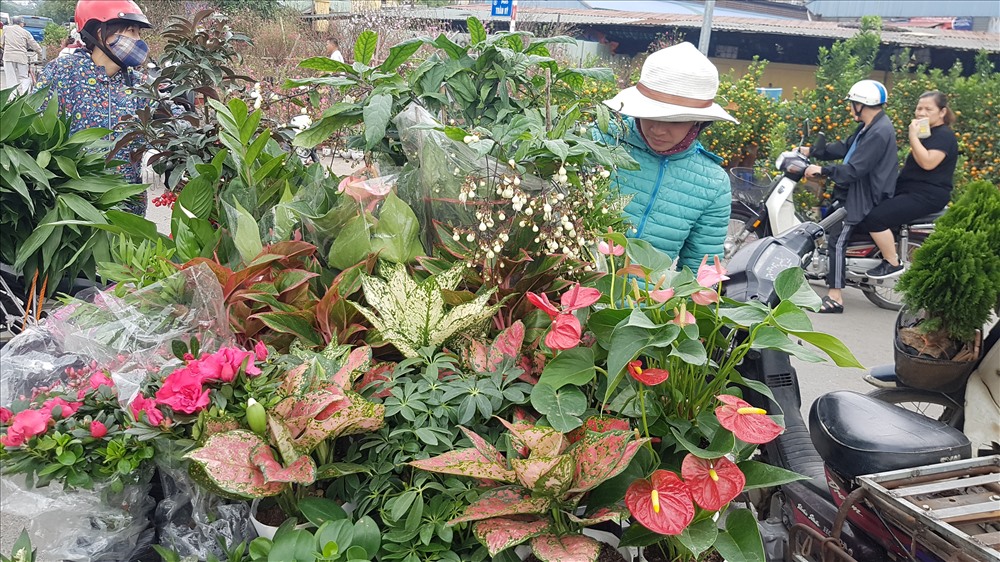 Cây cảnh nội bán chậm vì nhiều loại hoa nhập khẩu thu hút khách. Ảnh: Kh.V