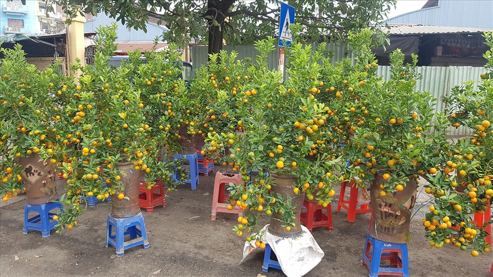 Hàng quất cũng vắng khách. Ảnh: Kh.V