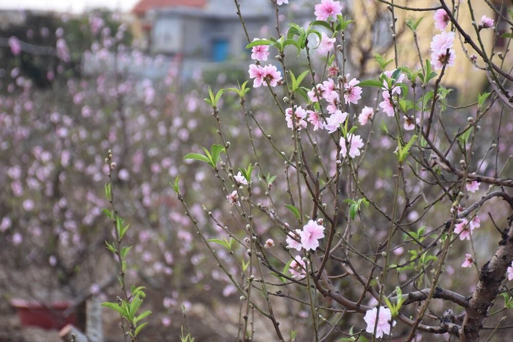 Theo các hộ trồng đào, nguyên nhân đào nở sớm là những ngày gần đây, không khí lạnh suy yếu, thời tiết nắng ấm khiến đào nở nhanh. Ảnh PV