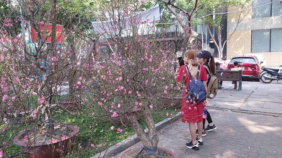 Các chợ hoa Tết được tổ chức đồng loạt từ ngày 17.1 đến 12 giờ ngày 24.1. Ảnh: QUỲNH NHƯ Các chợ hoa Tết được tổ chức đồng loạt từ ngày 17.1 đến 12 giờ ngày 24.1. Ảnh: QUỲNH NHƯ