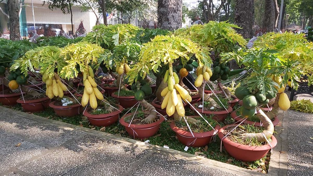 Cây nhỏ nhưng cho trái rất to, thích hợp trang trí trong ngày Tết. Ảnh: QUỲNH NHƯ