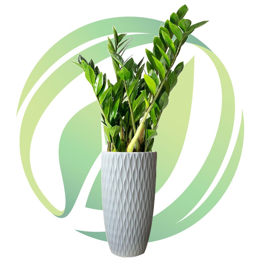 Cây kim tài được nhiều người trồng trong phòng khách, hoặc đặt trên bàn làm việc để được mang lại tài lộc. (Ảnh minh họa)