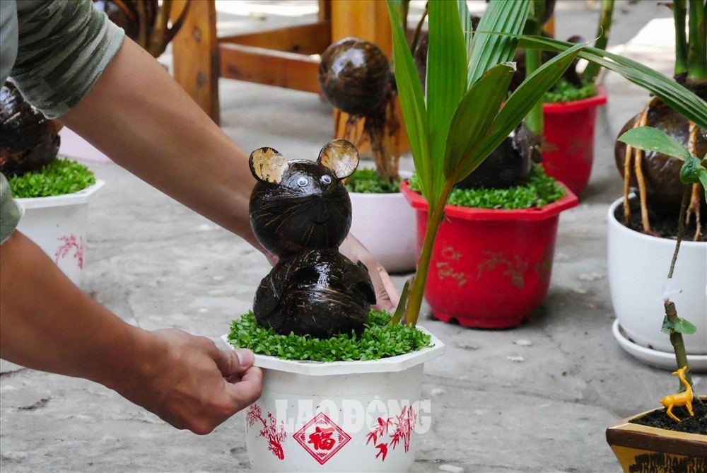 Những chậu cây cảnh, bonsai không chiếm nhiều diện tích có thể sẽ là điểm nhấn cho căn phòng ngày tết. Ảnh: Phan Anh
