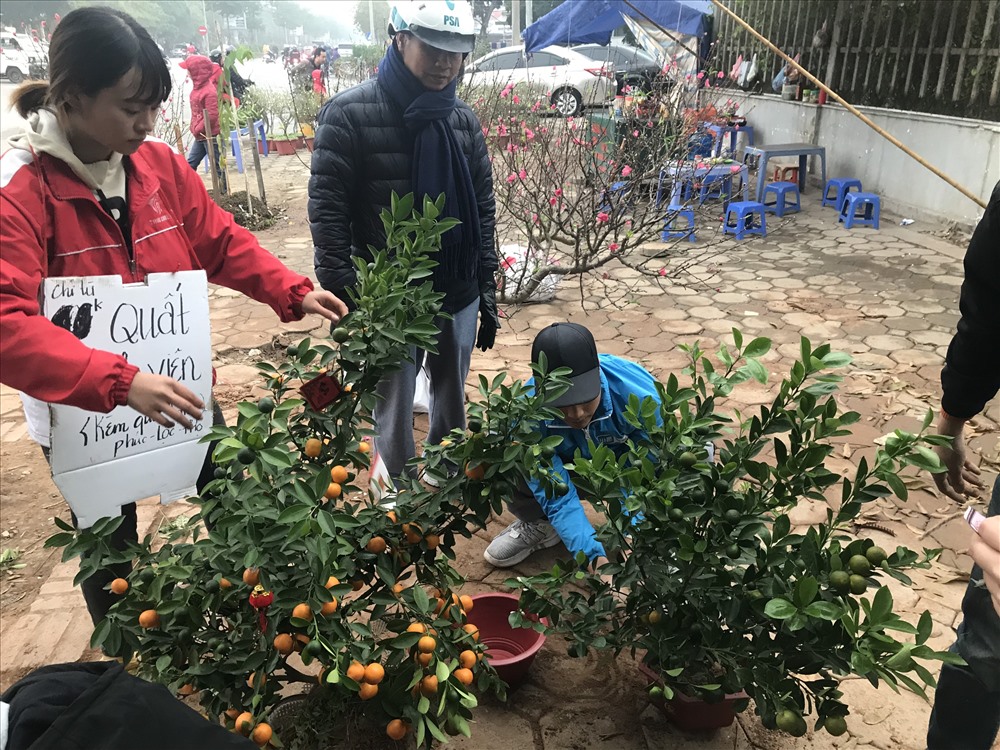 Quất sinh viên 10 hút người mua. Ảnh: Kh.V