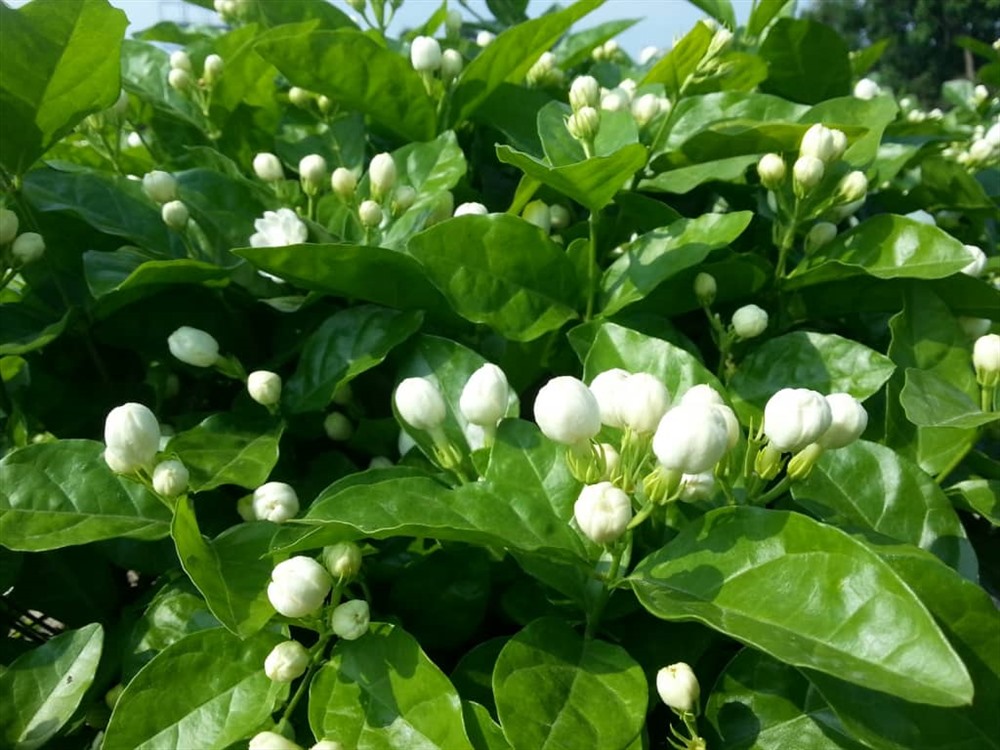 Cây hoa nhài mang lại m ay mắn cho người mệnh kim.