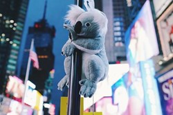 Gấu bông Koala "tham gia" chiến dịch gây quỹ ủng hộ Australia