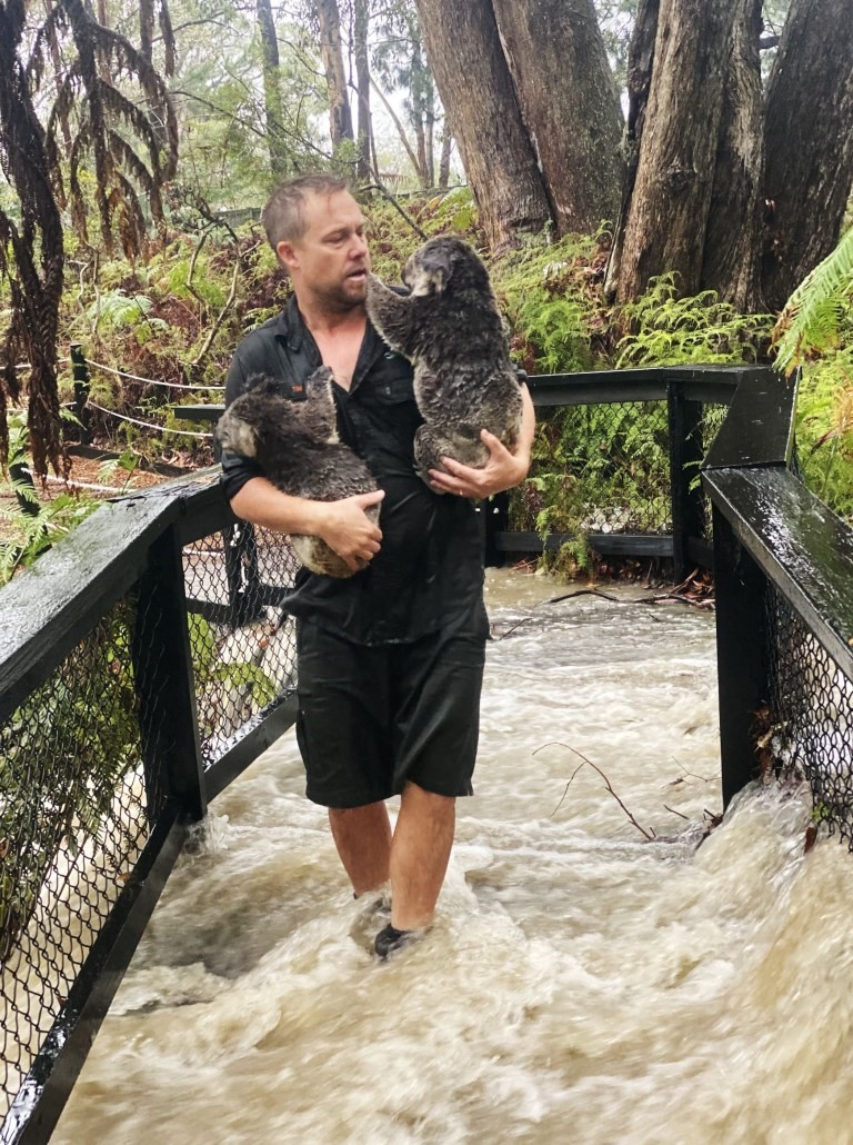 Cứu hộ koala khỏi lũ lụt ở Công viên Bò sát Australia. Ảnh: Reuters