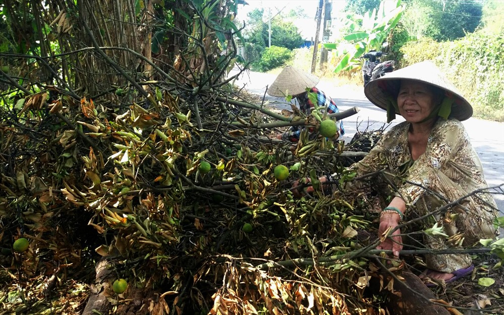 Chặt thân quýt hồng bị chết làm củi. Ảnh: LT
