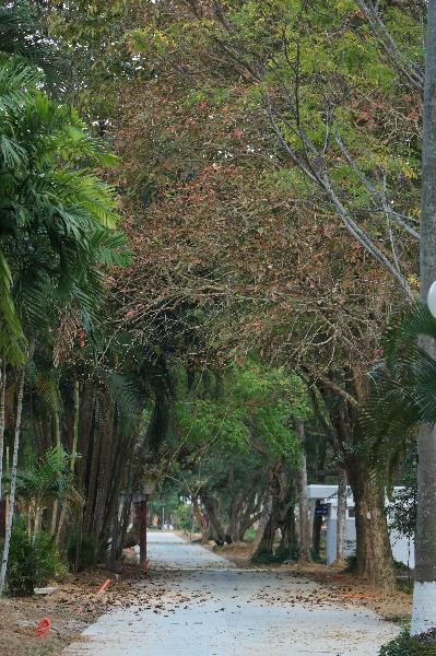 Đến thời điểm này, việc chỉnh trang cơ bản gần như hoàn thiện. Được ốp đá xuyên suốt thay cho những lớp đá xuống cấp từ trước, tuyến đường vẫn giữ được sự hài hòa khi nép mình giữa những thảm cỏ được chăm chút cùng mảng xanh hai bên được cắt tỉa. Ảnh: PV.