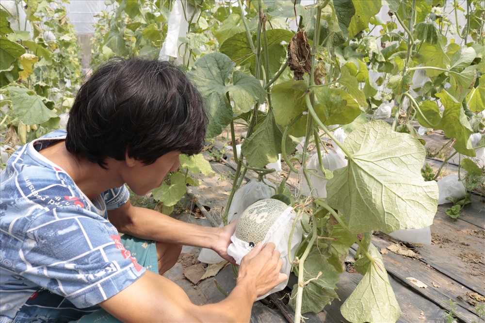 Anh Tiền đang kiểm tra những quả dưa có lên chữ nổi chưa để chuẩn bị giao cho khách hàng.