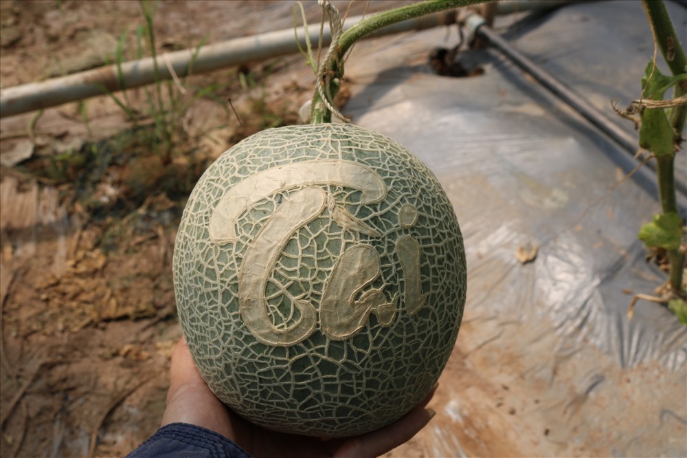 Những mẫu chữ cầu mong sự may mắn được ưa chuộng trong dịp tết như: an khang thịnh vương, vạn sự như ý, phúc lộc thọ, tài lộc,...