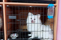 Bất chấp tăng giá vẫn chi tiền triệu gửi chó, mèo đi nghỉ khách sạn dịp Tết