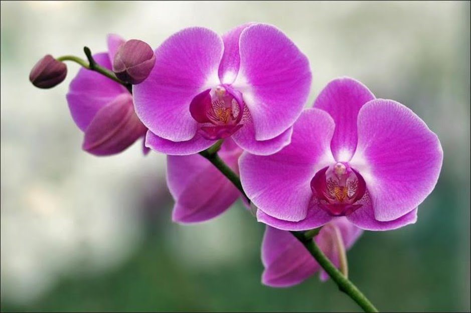 Nhiều người quan niệm không dùng hoa phong lan để cúng ngày Tết. Ảnh: ST.