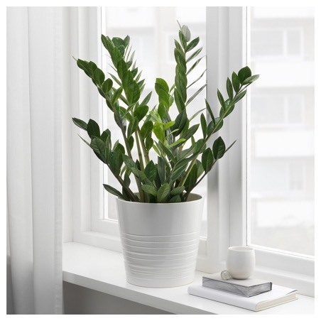 Cây kim tiền mang lại tài lộc. Ảnh: ST.