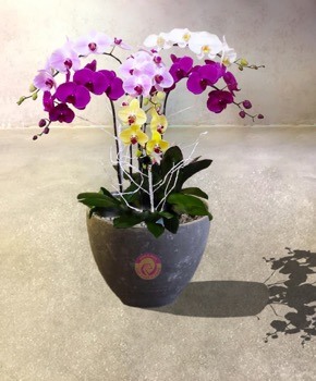 Nếu chỉ dùng lan hồ điệp để cắm vào bình, lọ cũng rất nghệ thuật. Ảnh: ST.