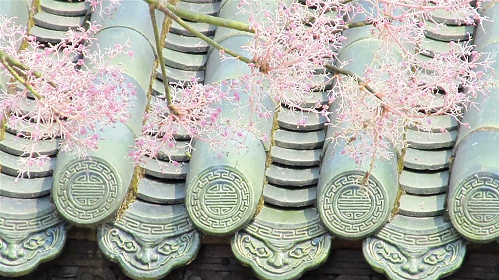 Cây Ngô đồng nở hoa trong Điện Cần chánh của Đại nội Huế.