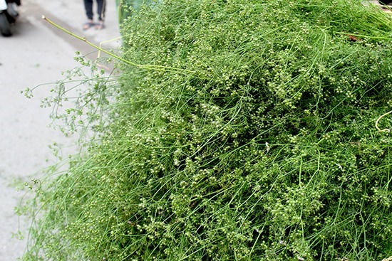 Các cụ quan niệm tắm lá mùi sẽ giúp gột bỏ những đen đủi năm cũ. Ảnh: ST.
