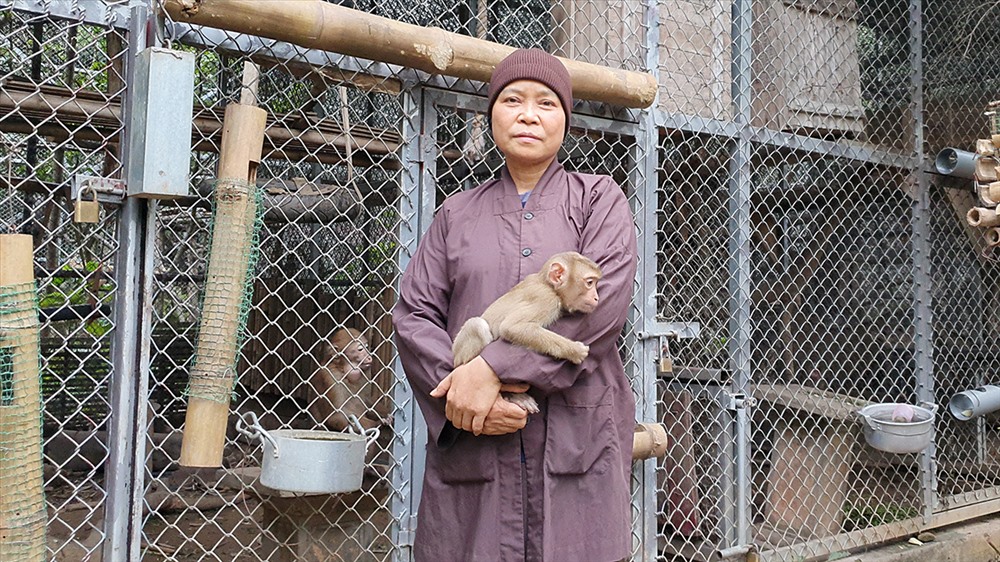 Cứ mỗi khi được thả ra ngoài, việc đầu tiên của lũ khỉ là ôn lấy và nũng nịu sư Mơ.