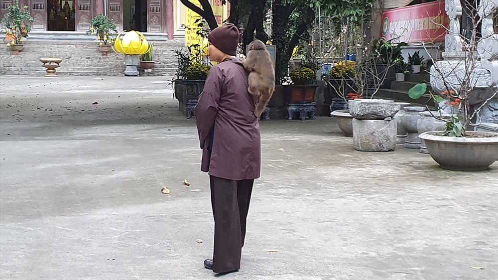 Sư Mơ và chủ khỉ nghịch ngợm tên Bin.