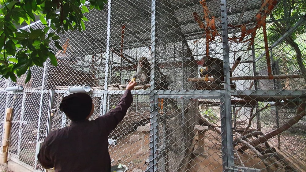 Dãy chuồng trại mới của bầy khỉ đã khang trang hơn trước nhiều lần.