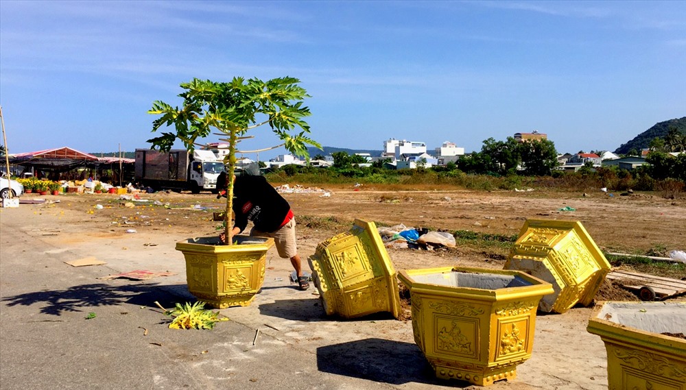 Một chủ sạp hoa nhổ cây bỏ để chở chậu về. Ảnh: Thái Khanh.