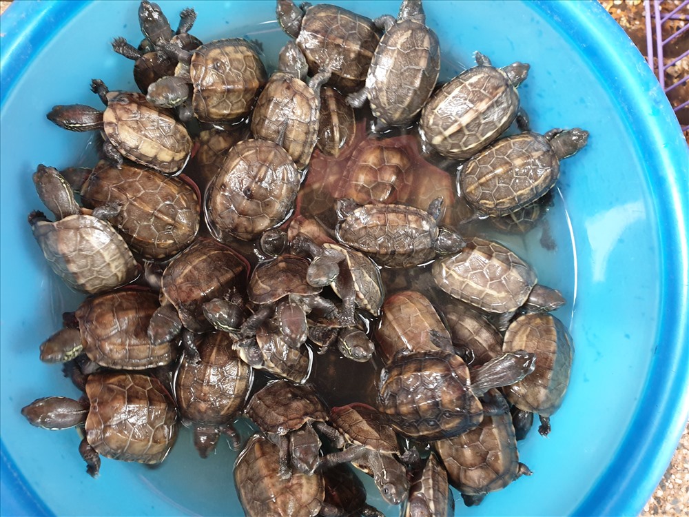 Muối, chim, và rùa được nhiều người bày bán trước cổng chùa Trấn Quốc. Ảnh: Tùng Giang