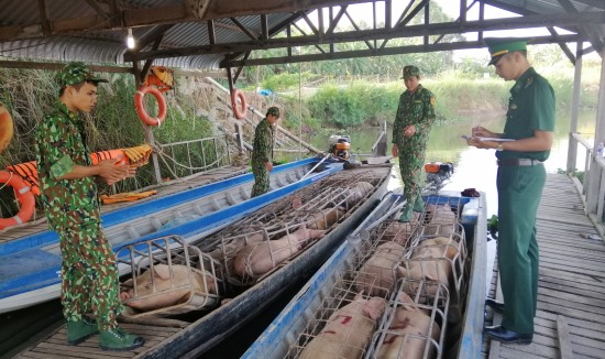 Đồn Biên phòng Phú Hữu kiểm tra số lợn và bắt giữ vào tối ngày 22.1. Ảnh: ĐBP Phú Hữu cung cấp
