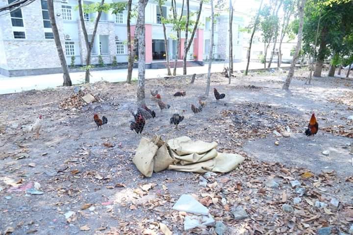 Vườn cao su các đối tượng đánh bạc.