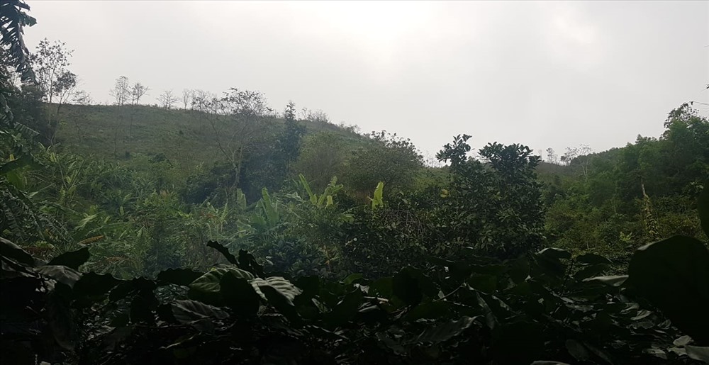 Đồi cà phê nơi đối tượng Lễ tự vẫn. Ảnh: HT.
