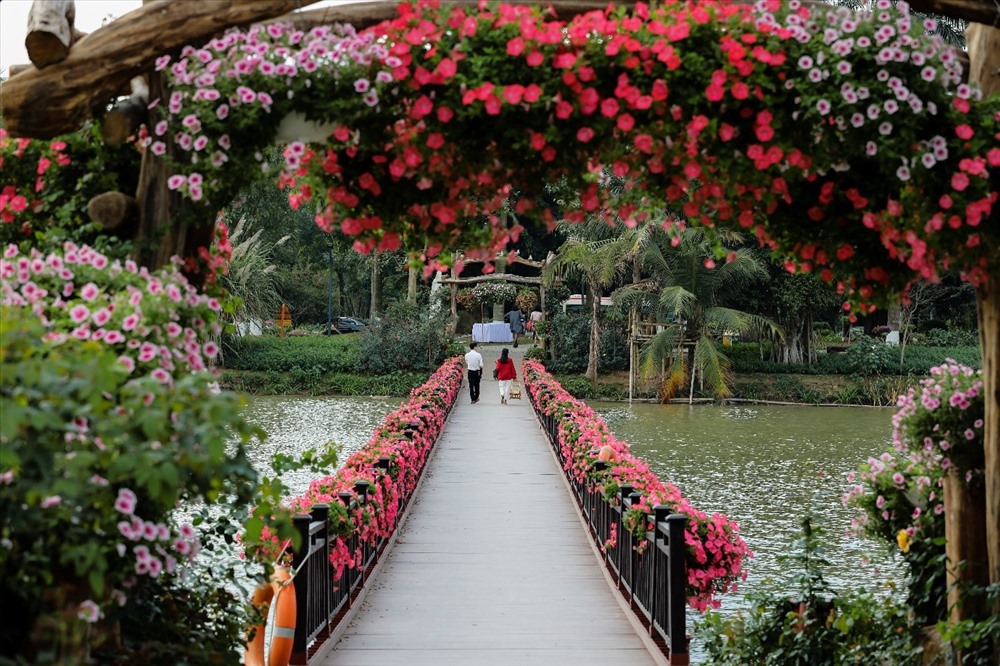 Trời nắng ấm nên các loài hoa nở rực rỡ sắc màu tạo nên không khí đậm chất mùa xuân