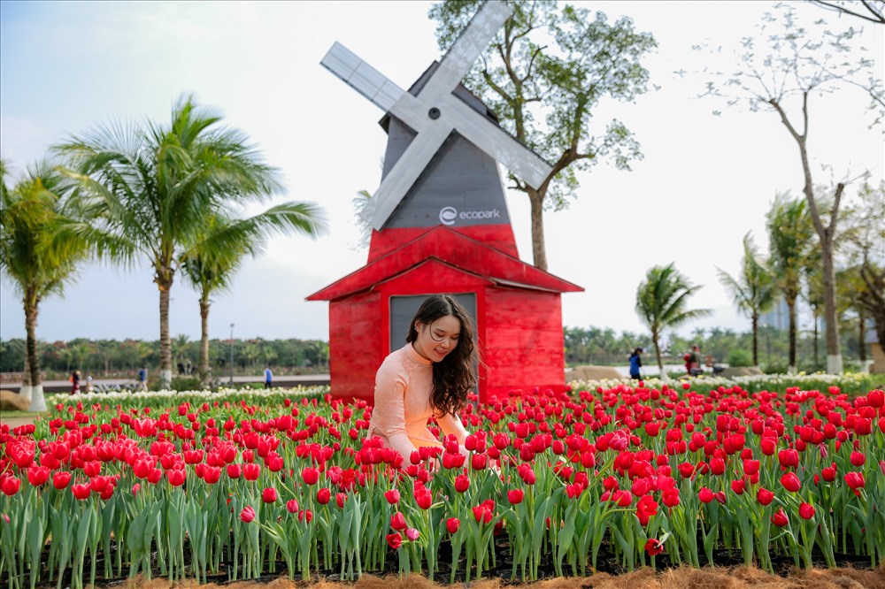 Bên cạnh những loài hoa cúc, hoa hồng, hoa cúc hồ điệp… sẵn có tại Công viên hồ thiên nga (Ecopark), hàng vạn cây hoa tuylip được nhập khẩu trực tiếp từ Hà Lan trước Tết bung nở rực rỡ, tạo nên cảnh sắc thiên nhiên thơ mộng, đưa du khách như lạc vào xứ trời Âu.