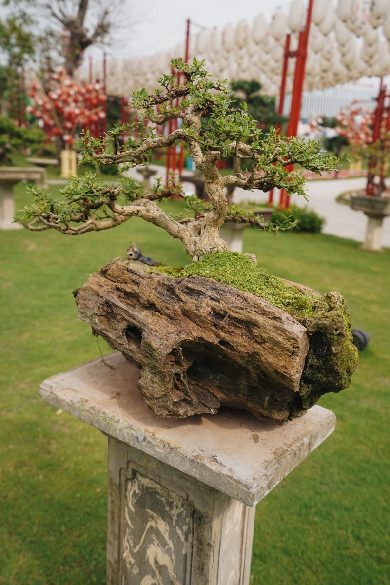 Những ai yêu thích Bonsai sẽ được tận mắt ngắm nhìn những “tác phẩm” quý được các nghệ nhân chăm sóc tỉ mẩn.