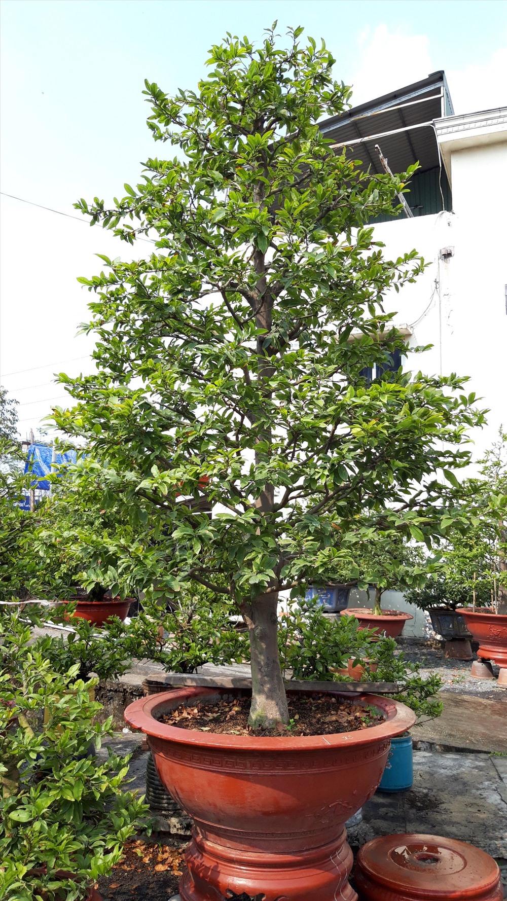 Giống mai đại lộc nằm trong danh sách quý hiếm cao quá đầu người có giá khoảng 1 tỉ đồng, còn giá cho thuê là 90 triệu đồng được chăm sóc tại vườn Ba Sơn. Ảnh TK.